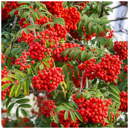 rowan tree bonsai Rowan Mountain Ash Tree Seeds for Planting – Heirloom, Non-GMO, Drough – Pure Asia Seeds