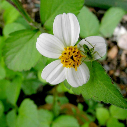 Bidens Alba Butterfly Needles Flower Seeds
