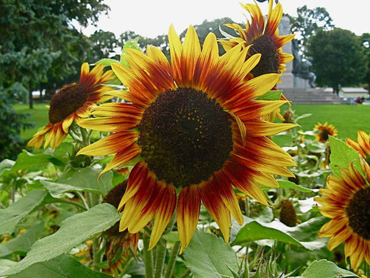 Thick Sunflower Seeds for Planting Yellow Red