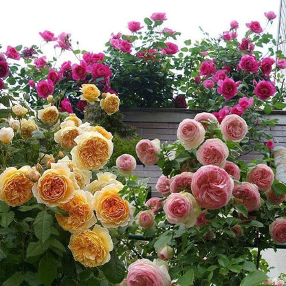 roses from seeds Mixed Climbing Rose Seeds for Planting – Heirloom, Non-GMO, Outdoor-Fr – Pure Asia Seeds