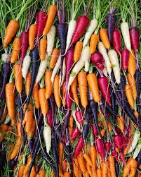 Rainbow Carrot Seeds – Mix for Planting