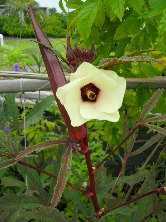 野菜園用赤オクラの種子