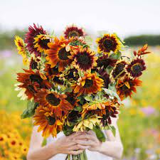 Thick Sunflower Seeds for Planting Yellow Red