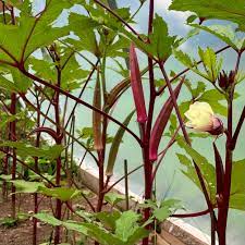 野菜園用赤オクラの種子