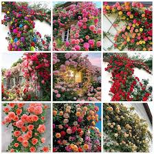 Mixed Climbing Rose Seeds – For Outdoor Planting