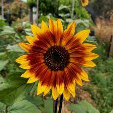 Thick Sunflower Seeds for Planting Yellow Red