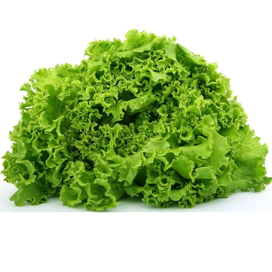 Heirloom Lettuce Seeds – Non-GMO Varieties
