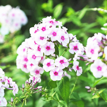Pink and White Phlox Seeds – Cutting Flowers