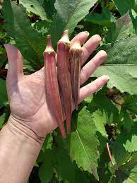 Semi di Okra Rossa per Orto Vegetale