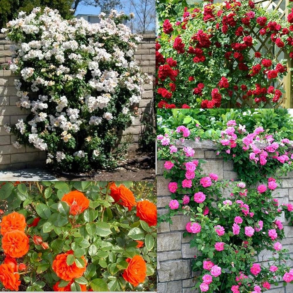 Mixed Climbing Rose Seeds – For Outdoor Planting
