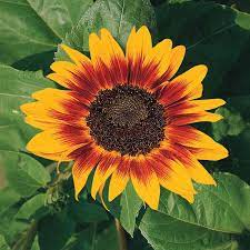 Thick Sunflower Seeds for Planting Yellow Red