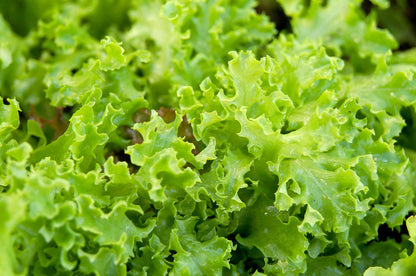 Erbstück-Salat-Samen – Nicht-GVO-Sorten