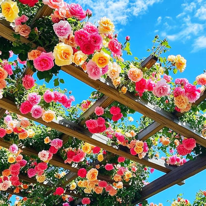 colorful rose seeds Mixed Climbing Rose Seeds for Planting – Heirloom, Non-GMO, Outdoor-Fr – Pure Asia Seeds