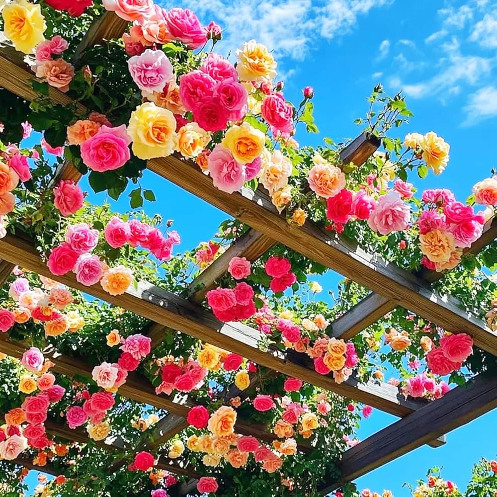 Mixed Climbing Rose Seeds – For Outdoor Planting