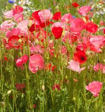 Deer Resistant Wildflower Seed Mix