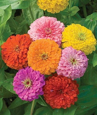 Bright mix Zinnia seeds