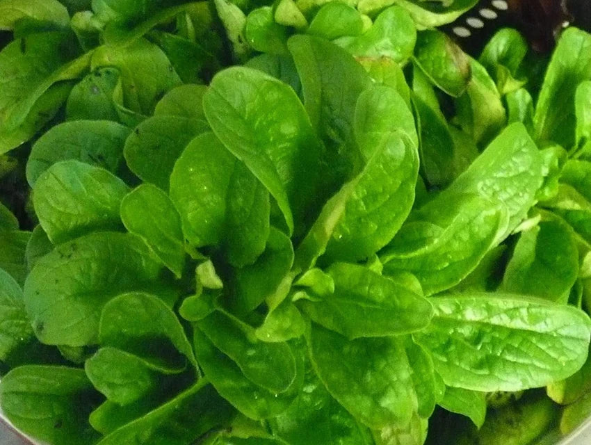 Corn Salad Vegetable Seeds