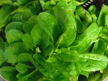 Corn Salad Vegetable Seeds