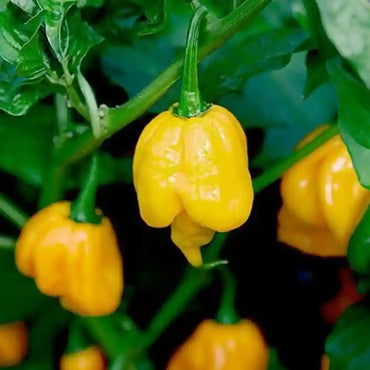 Yellow Trinidad Moruga Scorpion Pepper Seeds for Planting – Heirloom, Non-GMO, Extra Hot, Annual