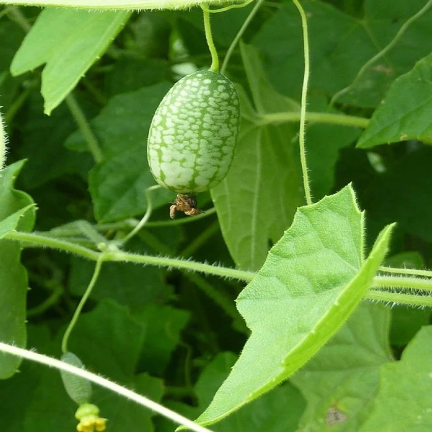 Melothria Scabra Vegetable Seeds