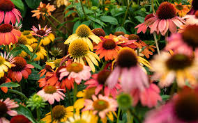 Pure Echinacea Seeds