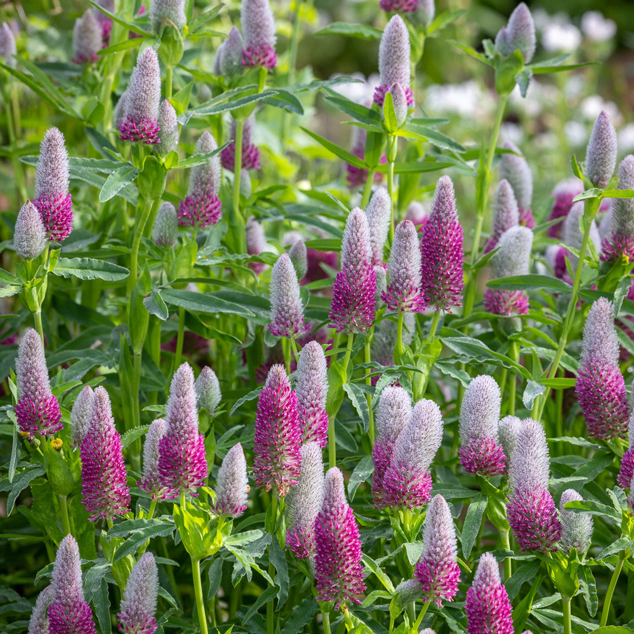 Trifolium Rubens Plant Seeds