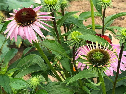 Organic Echinacea Seeds Perfect for Tea Gardens