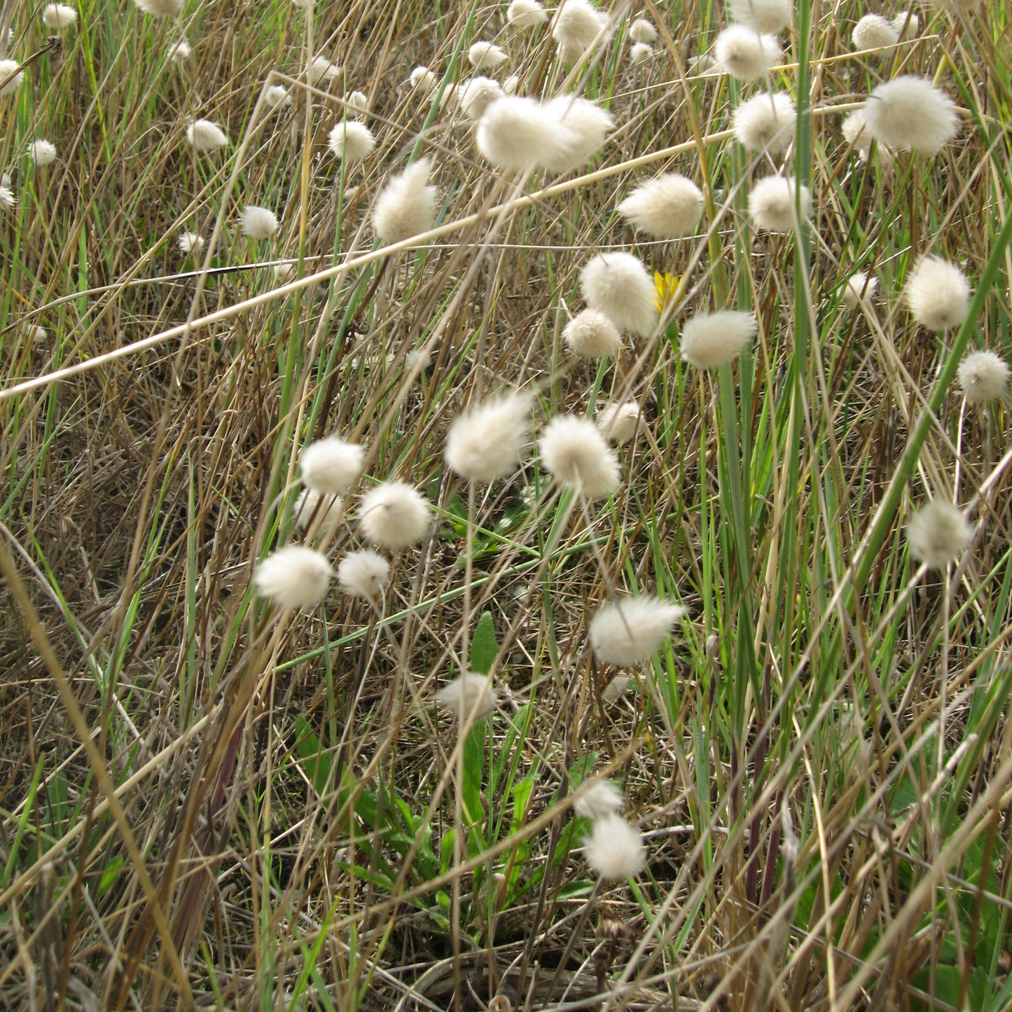 Hare’s Tail Grass (Lagurus ovatus) Seeds for Planting – Heirloom, Non-GMO, Annual Ornamental Grass