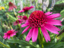 Organic Echinacea Seeds Perfect for Tea Gardens