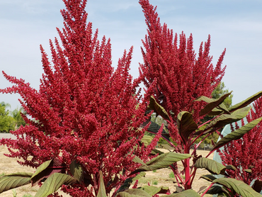 Amaranthus Red Garnet Seeds - Vibrant Red Leafy Green for Culinary & Ornamental Use