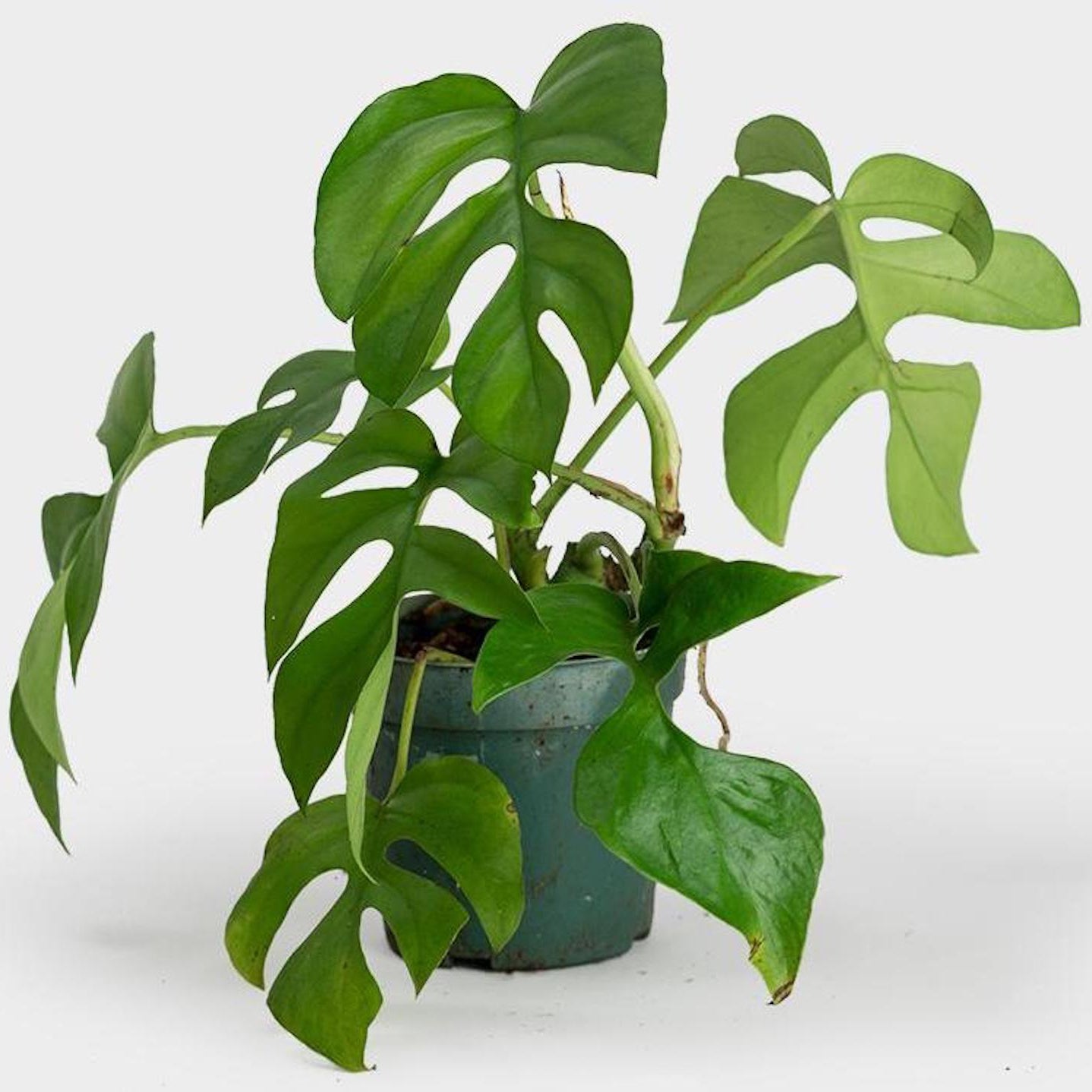 Mini Monstera Plant Seeds for Planting – Heirloom, Non-GMO, Easy to Grow, Tropical Vine