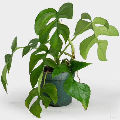 Mini Monstera Plant Seeds for Planting – Heirloom, Non-GMO, Easy to Grow, Tropical Vine