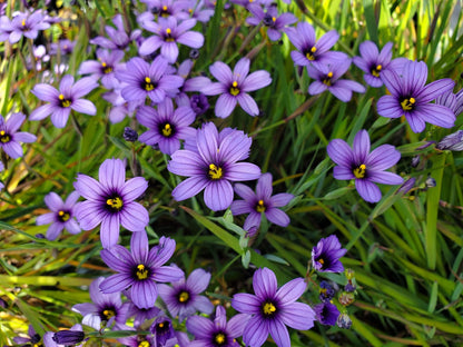 Blue-Eyed Grass  flower Seeds
