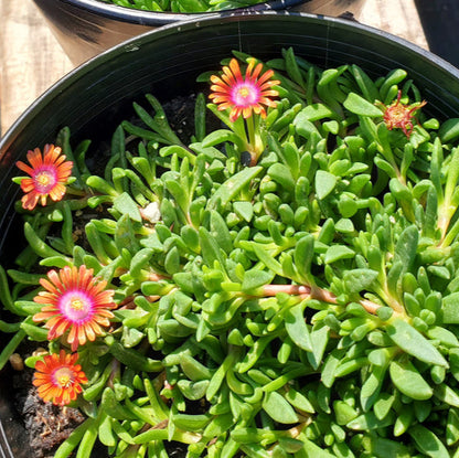 Gelato Bright Red Ice Plant (Delosperma) Seeds – Heirloom, Non-GMO, Drought-Tolerant, Perennial