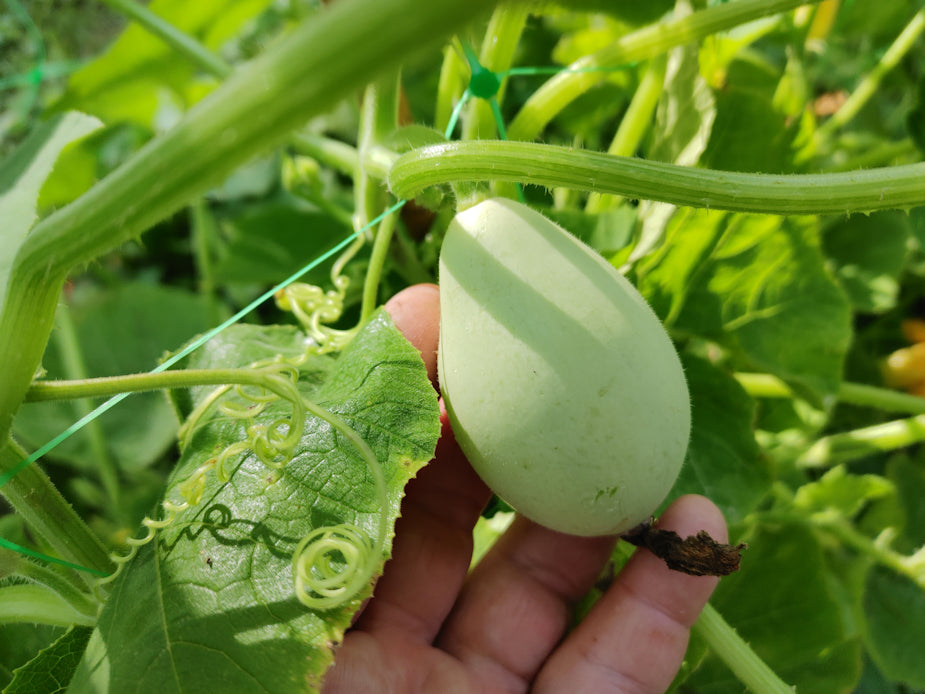 Graines de légumes Nest Egg Gourds