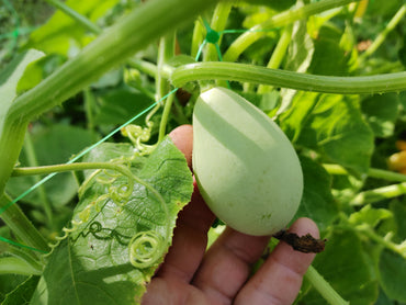 Semi di Verdura Zucche Nest Egg