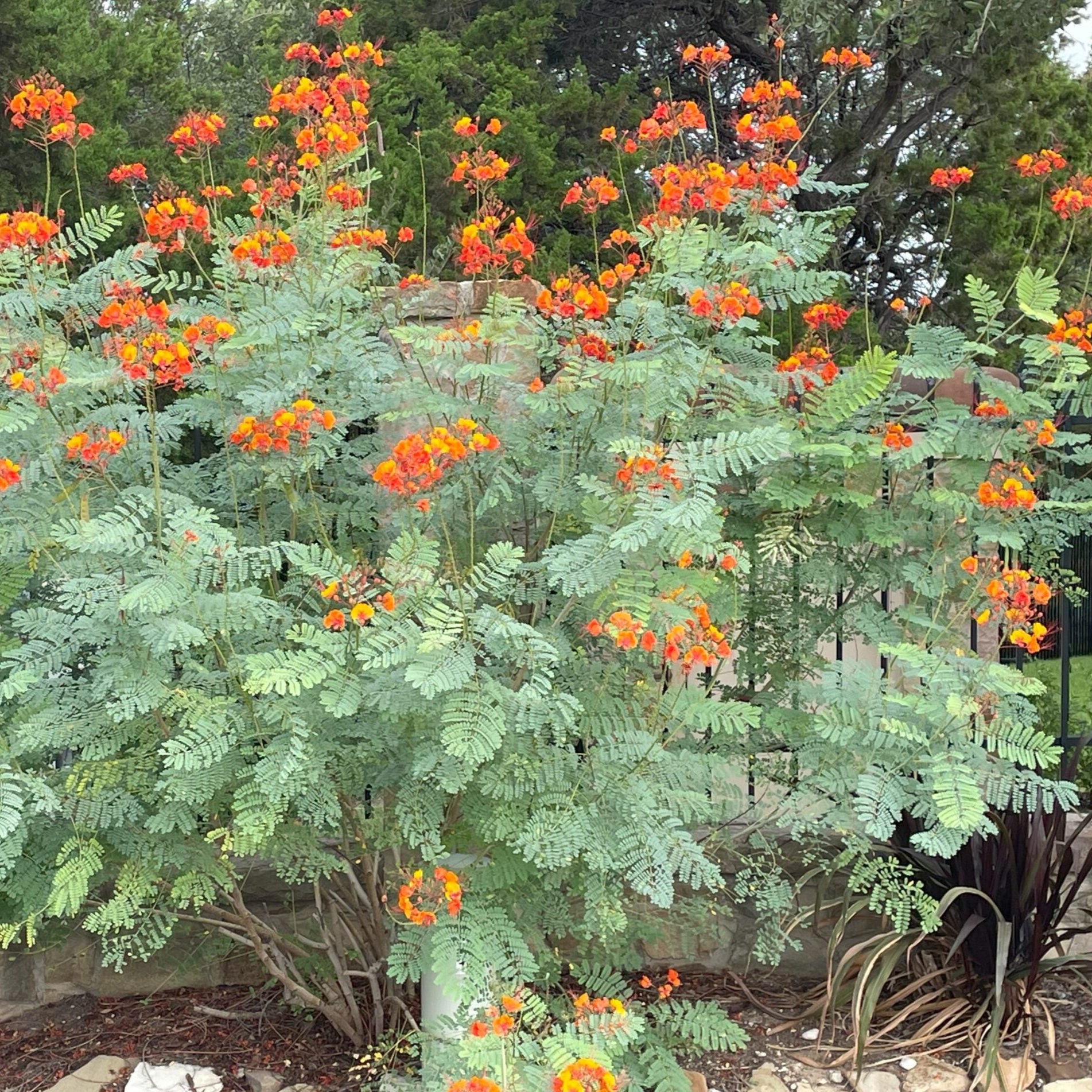 pride of barbados flower seeds Pride of Barbados Shrub Seeds for Planting – Heirloom, Non-GMO, Drough – Pure Asia Seeds