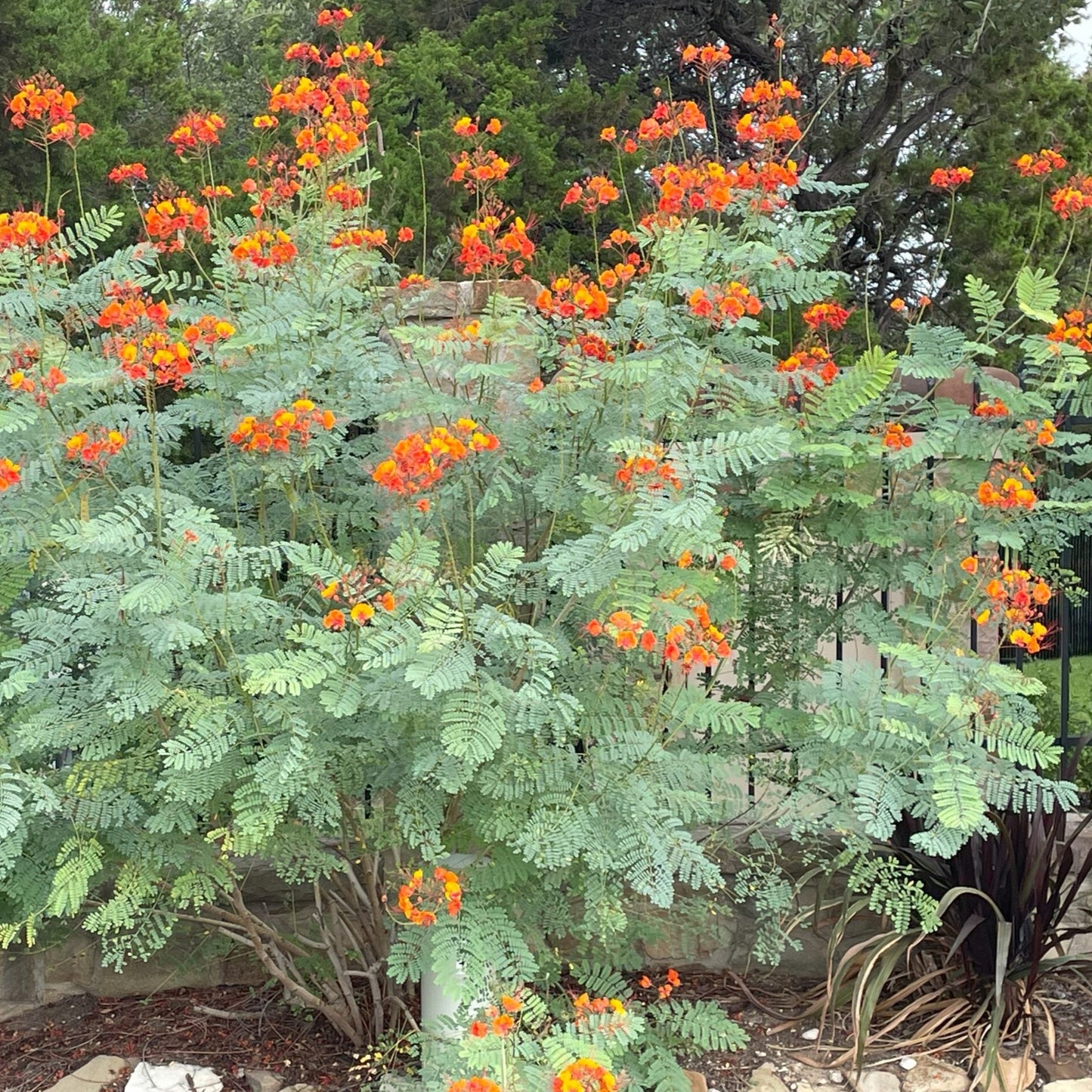 Pride of Barbados Shrub  Seeds
