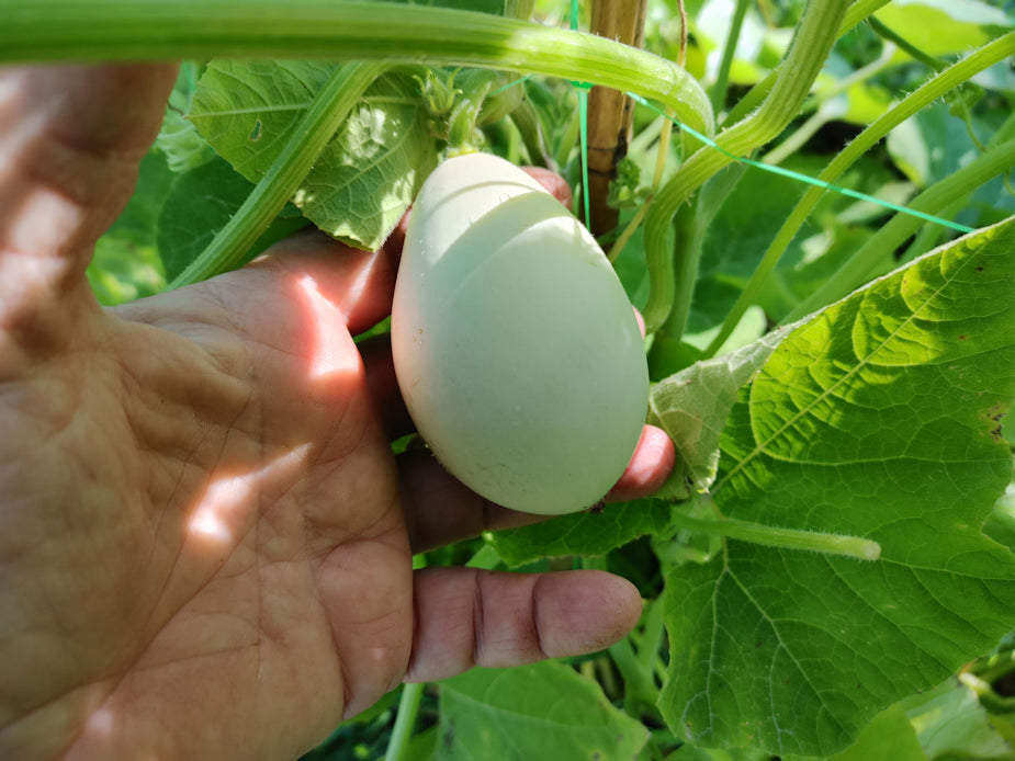 Graines de légumes Nest Egg Gourds