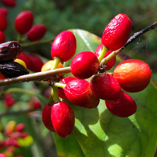 Spicebush Fruit Seeds