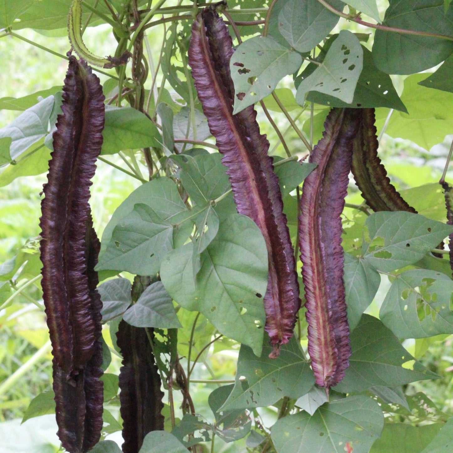 紫色の翼豆の野菜の種