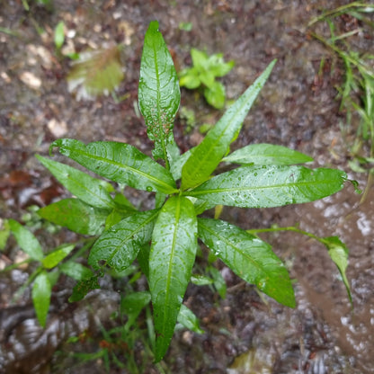 Semillas de hierba de pimienta de agua