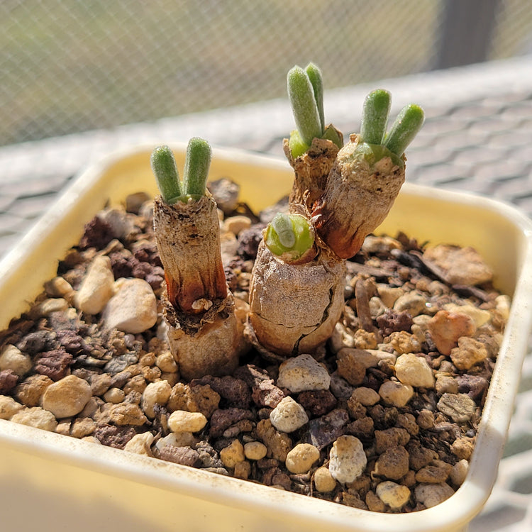 Monilaria Obconica Plant Seeds for Planting – Heirloom, Non-GMO, Easy to Grow, Perennial