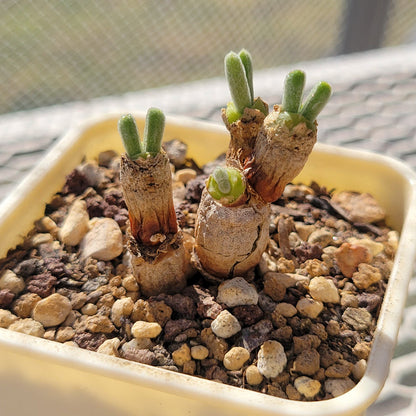 Monilaria Obconica Plant Seeds for Planting – Heirloom, Non-GMO, Easy to Grow, Perennial