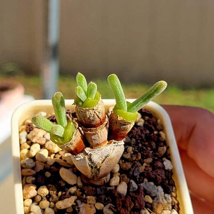 Monilaria Obconica Plant Seeds for Planting – Heirloom, Non-GMO, Easy to Grow, Perennial