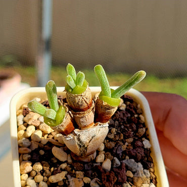 Monilaria Obconica Plant Seeds for Planting – Heirloom, Non-GMO, Easy to Grow, Perennial