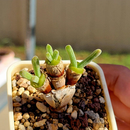 Monilaria Obconica Plant Seeds for Planting – Heirloom, Non-GMO, Easy to Grow, Perennial