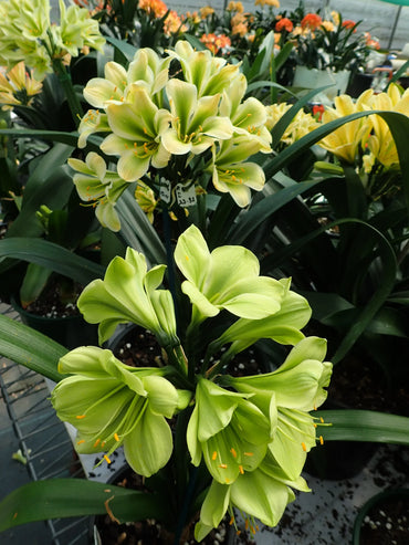 Green Clivia Flower Seeds