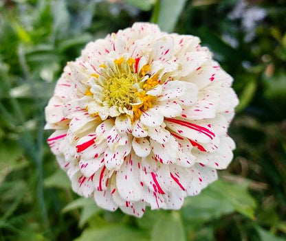 Zinnia 'Peppermint Stick' Flower Seeds