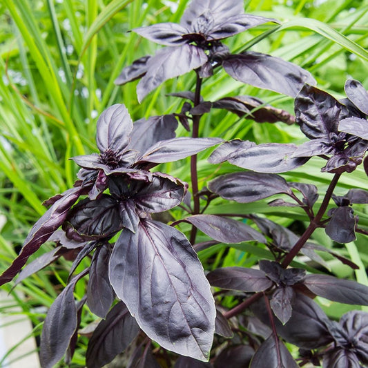 Basil 'Red Freddy' Herb Seeds